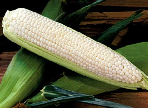 Nc Heirloom Silver Queen Corn Seeds Non Gmo Vegetable Etsy