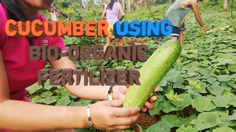 Cucumber Using Bio Organic Fertilizer Youtube