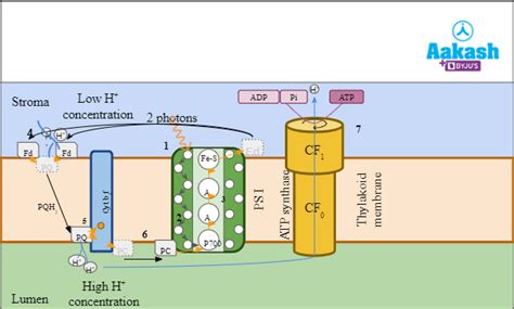 Noncyclic Photophosphorylation