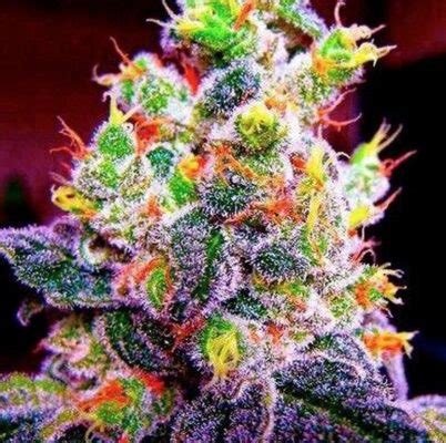 Buy Fruity Pebbles OG Seeds at the best price!