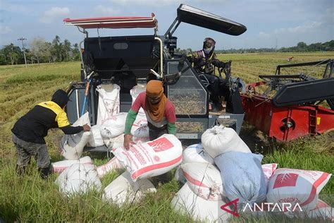 FOTO Potensi Produksi Beras Nasional ANTARA News Aceh