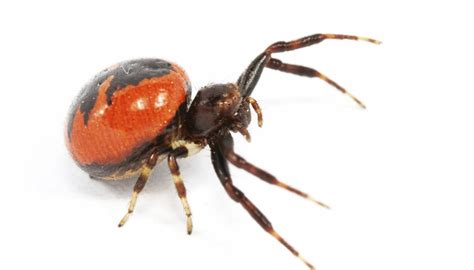 Common North Dakota Spiders Sciencing