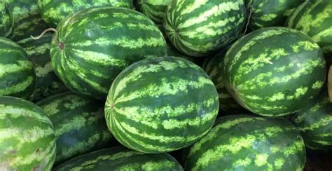 Watermelon Plant: How to Grow and Care for Watermelon Vine - Gardeners' Magazine