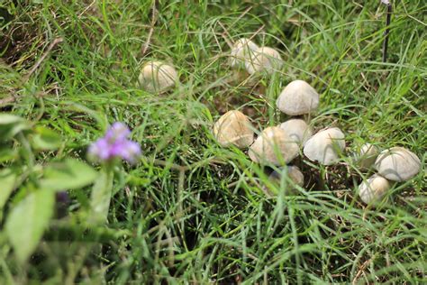 Psychedelic Cacti Consuming San Pedro Peyote And Mescaline — The