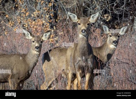 Three Female Rocky Mountain Mule Deer Does Odocoileus Hemiorus Up