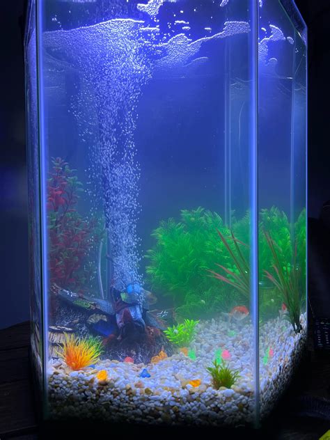 Fish tank cloudy : r/Aquariums