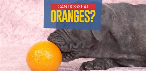 Oranges For Dogs 101 Can Dogs Eat Oranges