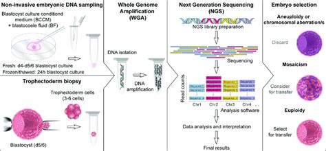 Non Invasive And Invasive Preimplantation Genetic Testing Workflow