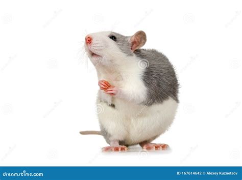 Little Cute Rat Sits On Its Hind Legs Stock Photo Image Of Gray Legs