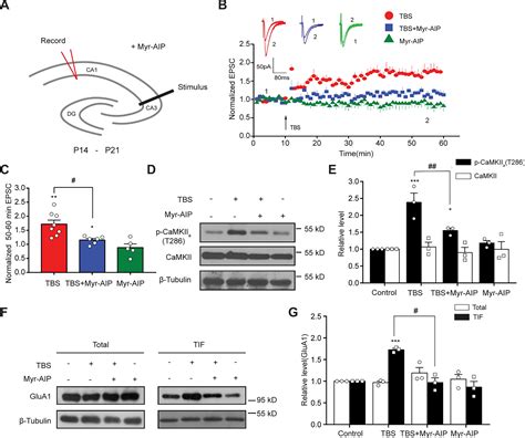 Phosphorylation Of N By Camkii Regulates The Trafficking Of Glua