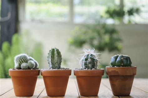 Comment Entretenir Cactus Mon Coach Jardin