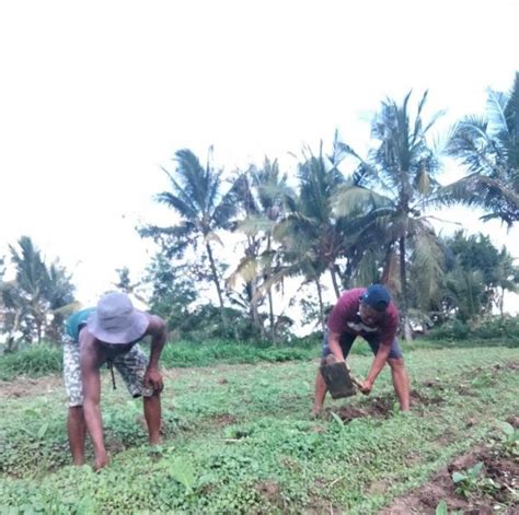 Kebutuhan Pupuk Subsidi Alokasi Terbatas Persen Petani Di Jember