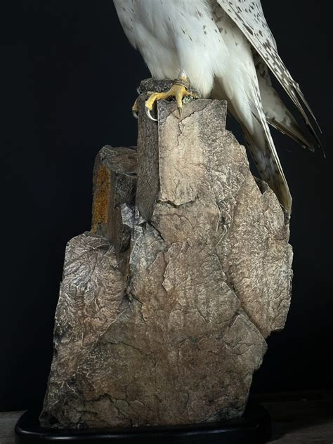 Mounted White Gyrfalcon Falco Rusticulos BEAST Interiors