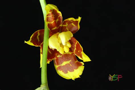 Oncidium Sphacelatum - Ying's Shangri-La Flowers