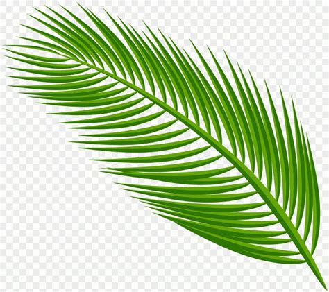 Green Palm Leaves Banana Leaves Transparent Background Palm Branch