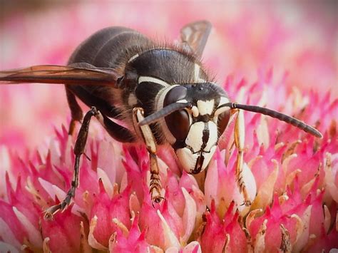 Bald Faced Hornet Description Pending Every Day Nature Flickr