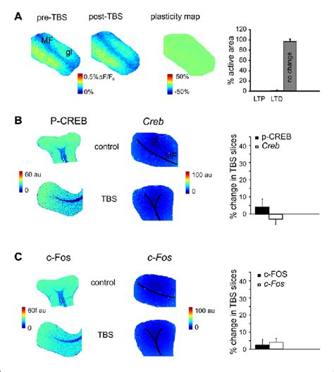 The Effect Of N Methyl D Aspartate Receptor Nmdar Blockade On The