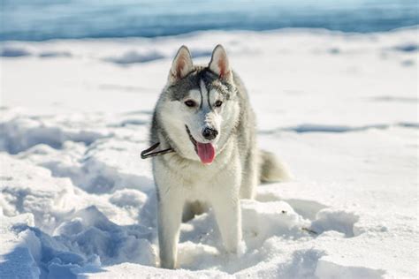 Husky In Snow Images – Browse 66,465 Stock Photos, Vectors, and Video ...