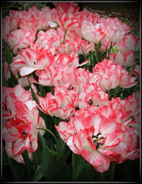 Tulips In Coral And White Photograph By Dora Sofia Caputo Pixels