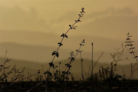 Tuscany Landscape Silhouette Free Photo On Pixabay Pixabay