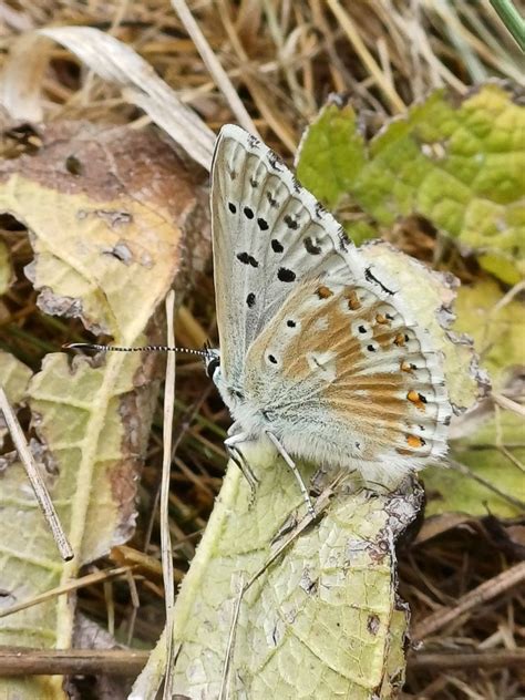 Bläuling mit zu wenig Flecken Schmetterlinge bestimmen ACTIAS