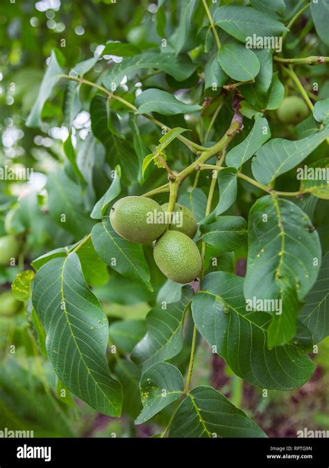 Nut Tree On The Branches Of Which Grow Young Green Nuts Growing