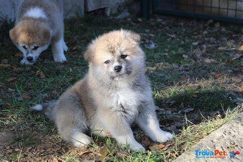 Akita Cuccioli Disponibili In Vendita A Mariano Comense Co