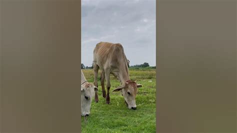 Cow Video Cow Sounds Chasing Cows Grazing In The Farm