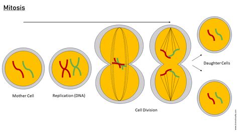 Mitosis: Definition, Stages, Mechanism of Cell Division, and Diagrams