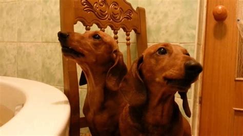 Поющие таксы The Singing Dachshunds Youtube