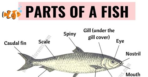 FISH Anatomy: Different Parts of a Fish with ESL Picture! - ESL Forums