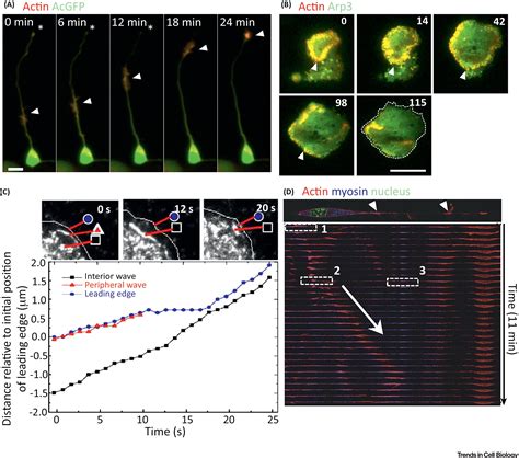 Actin Waves Origin Of Cell Polarization And Migration Trends In Cell