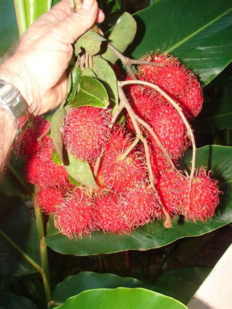 Polynesian Produce Stand RED RAMBUTAN Nephelium Lappaceum LIVE RARE