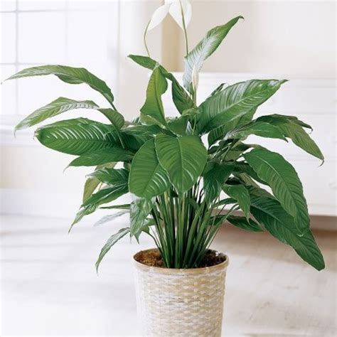 Jual Tanaman Spathiphyllum Sepatu Film Kab Bogor Grosir Tanaman