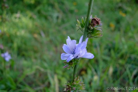 20140828-DSC02411 Chicory Flower Nature Garden near Porthl… | Flickr