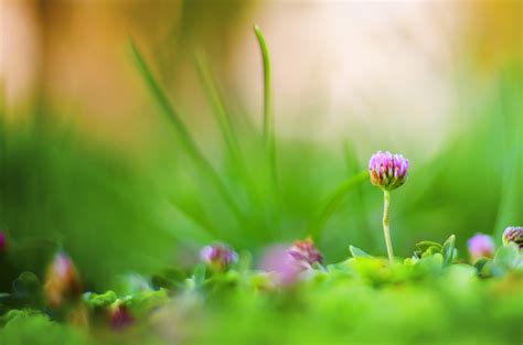 图片素材 性质 厂 领域 草坪 草地 阳光 叶 花瓣 雏菊 绿色 自然 植物学 花园 植物群 新鲜 野花