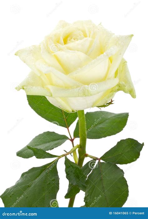 Beautiful White Rose Stock Image Image Of Nature Bloom 16041065