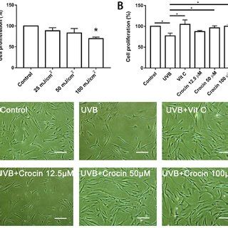 Crocin Rescues UVB Induced Cell Cycle Arrest A Representative