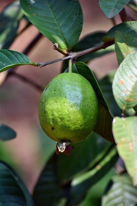 Fresh Guava Fruit on Guava Tree Stock Image - Image of fresh, tree ...