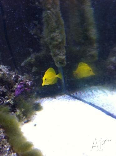 Image Gallery For Yellow Tang Marine Fish AustraliaListed