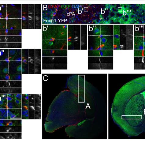 | GFAP-positive astrocytes partially derive from FOXG1-cre expressing ...