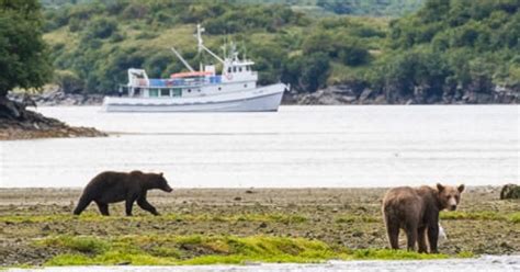 Kodiak Bear Viewing Tours | See Bears from Kodiak Island… | ALASKA.ORG