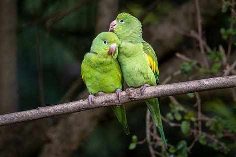 Why Do Parakeets Puff Up Vet Reviewed Reasons Hepper