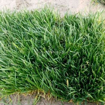 2017 Touchhealthy Supply Creeping Bentgrass Seeds/agrostis Stolonifera ...