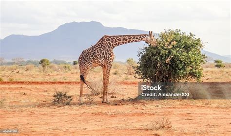 African Savannah In Kenya Flora And Fauna Of Africa Stock Photo