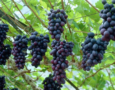 Common Grape • Vitis Vinifera • European Grape • Grape Vine • Plants