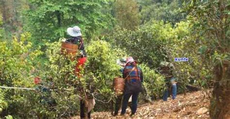 云南老班章茶山产区的探索之旅普洱茶邮箱网