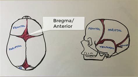 When Do Anterior Fontanelles Close