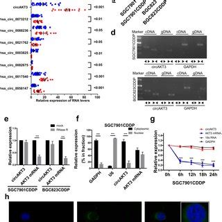 Circakt Expression Is Increased In Cddp Resistant Gc Cells And