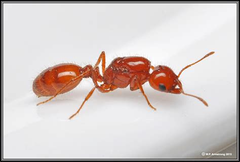 Ants Of Daley Ranch 3